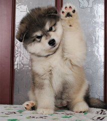 宠物排名前十的狗狗有哪些,超萌的巨型的宠物狗有哪些