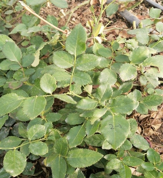 生物制剂防治白粉病,生物试剂治疗玫瑰糠疹