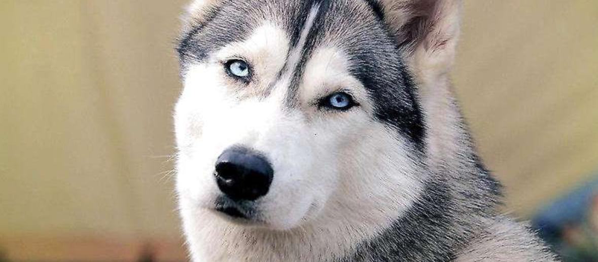 狗狗应该释放天性还是约束,怎么让狗狗变成优秀的狗