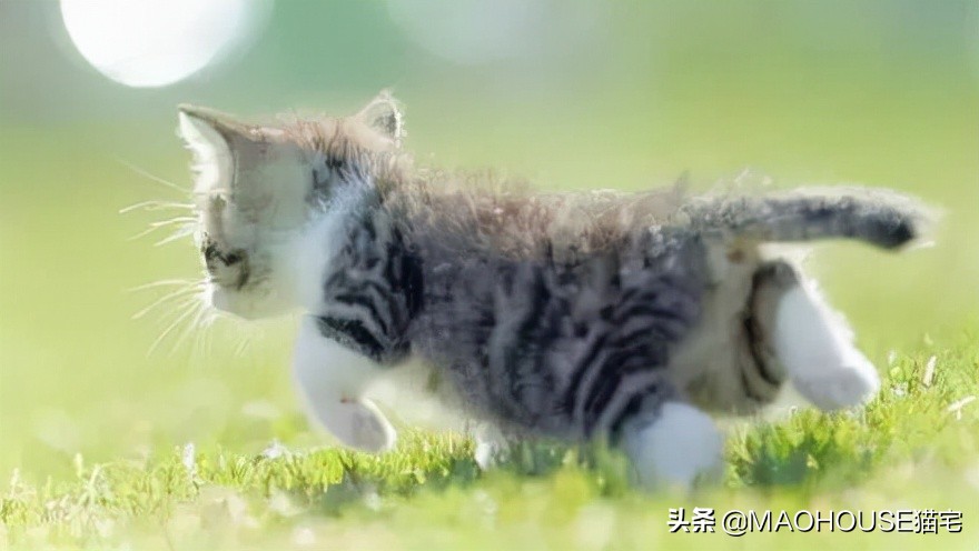 猫咪行为的含义,猫咪的沙雕行为