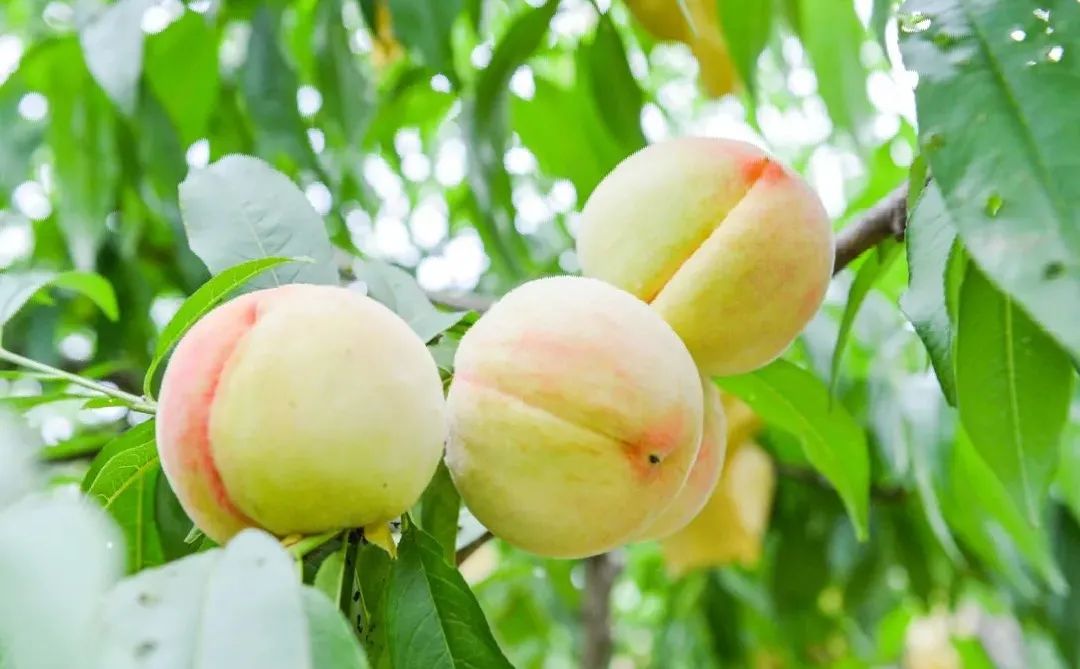 苏州西山十大知名农家乐有哪些,带你走一走苏州的太湖边农家乐