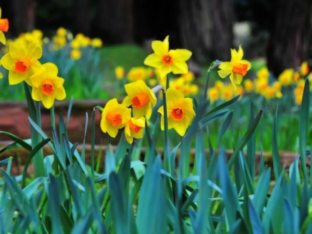 适合北方的球根植物,适合北方室内的种球