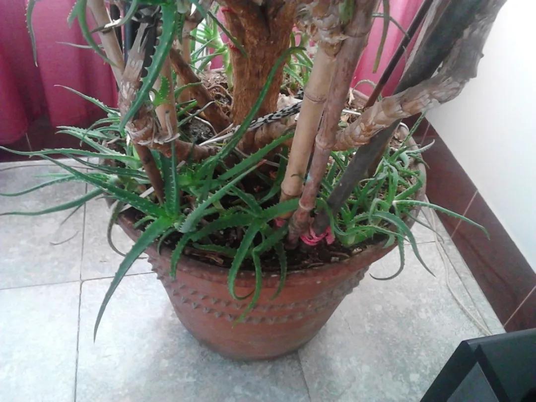 90岁的阿婆，养了株20年的龟背竹，冲上三层楼！霸气镇宅！
