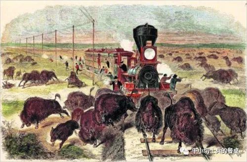 印第安人狩猎美洲野牛,美洲野牛印第安人