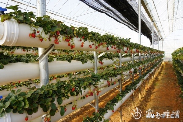 陆良县草莓采摘,陆良绿河谷生态草莓采摘园