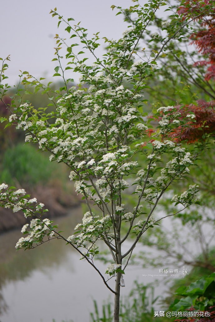 整个冬天都挂着的小红果，迷你山楂“冬果王”｜植物笔记