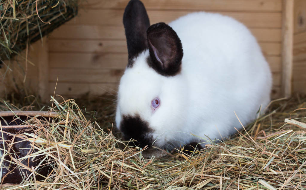 养兔饲料配制方法长得更快视频,养兔技术肉兔耗料低