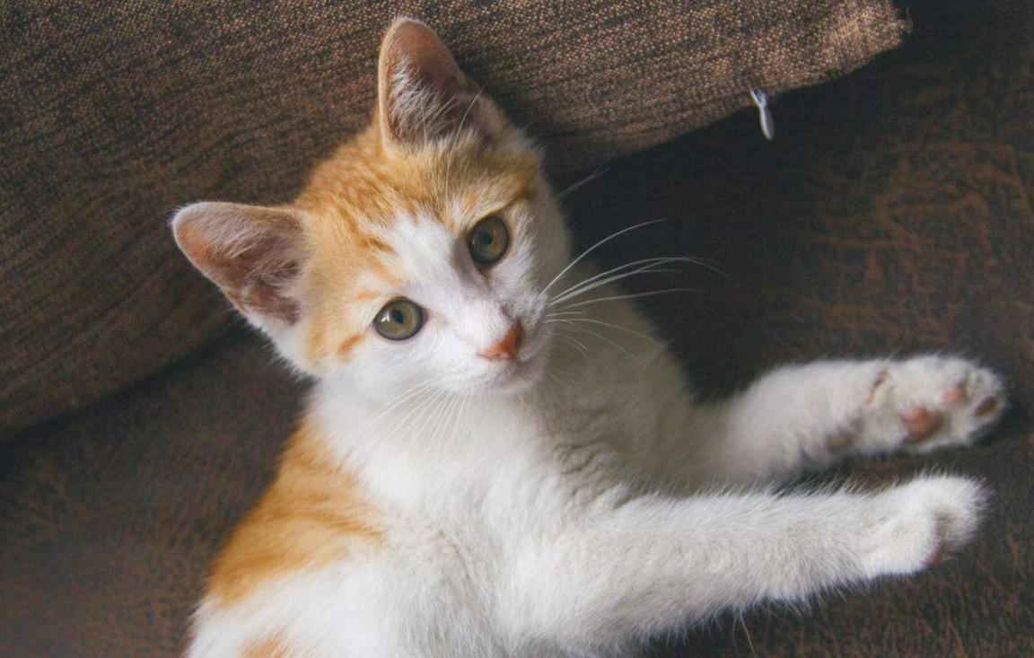 猫咪哪个品种最可爱最好养又聪明,哪个品种傲娇猫咪最好养活