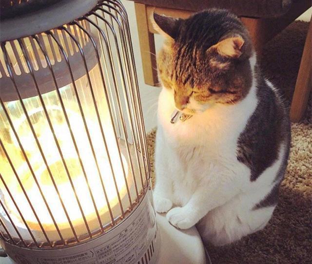 辟谣猫咪不能戴铃铛,辟谣猫咪真的没有九条命