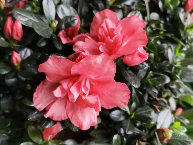 伏牛笔耕苑第207期（闹元宵续集）