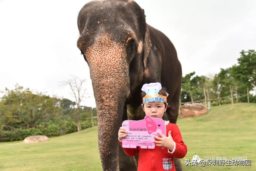 野象谷和大象互动视频,野象谷跟大象互动
