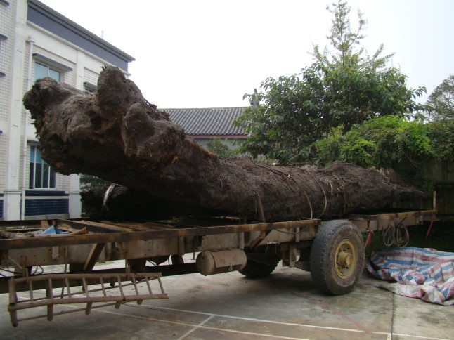 埋藏在地里千年阴沉木,农村里的宝藏植物