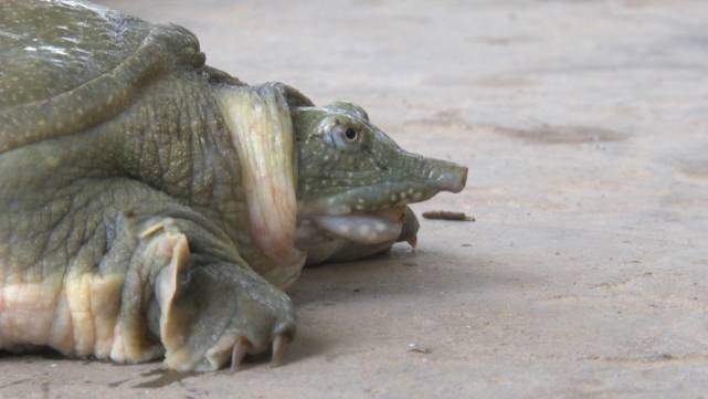 甲鱼每天都死亡是缺氧吗,甲鱼大量死亡怎么办