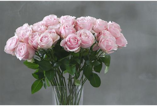 鲜花插花技巧专业术语,插花常见鲜花名称大全