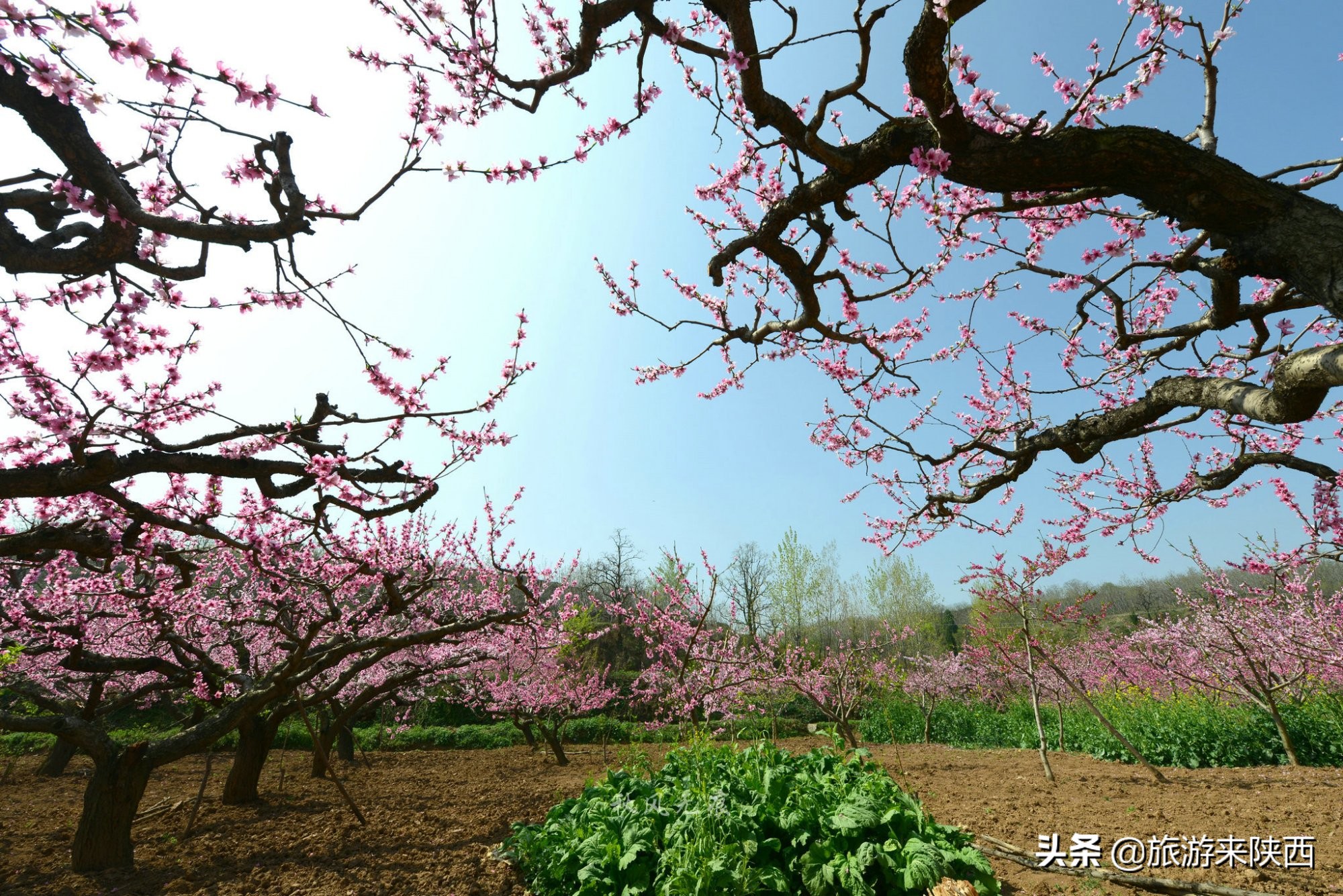长安区王莽千亩桃园,西安王莽万亩桃花源