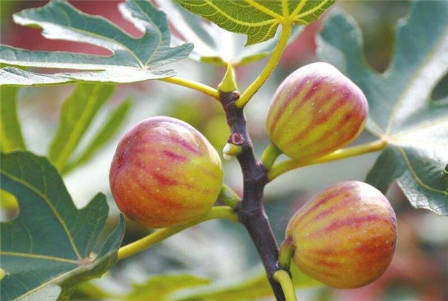 无花果种植技术和管理方法,无花果种植技术与管理如何挂果多