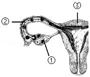 生物学七年级下册人的来源知识点,七年级下册生物人的由来知识清单
