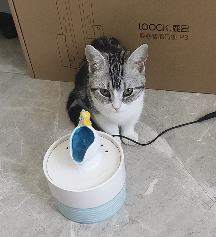 团子猫传腹治好了吗,团子的猫传腹