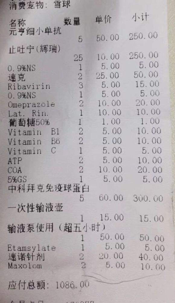 养拉布拉多的噩梦,刚买回来的拉布拉多胆子小怎么办