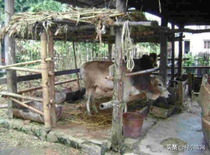 农村养牛怎样提高经济效益,农村养牛赚钱快哪个办法好