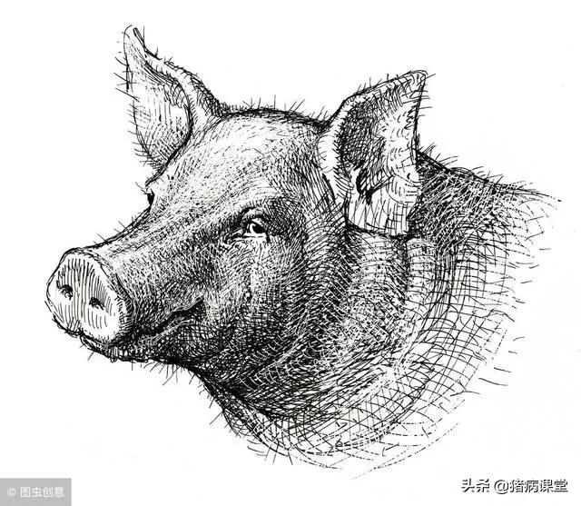 青霉素兽药使用方法,兽药常识100条