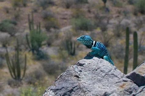 cos蜘蛛侠的姿势可爱,cos蜘蛛侠动画