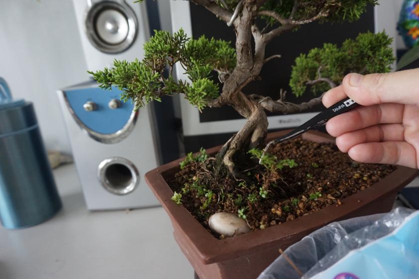 鱼川真柏盆景养殖方法,从养多肉到盆景