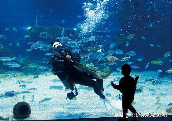 海洋公园特价35元起,快来唤醒来自世界各地的海洋居民吧!