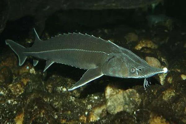 老饭骨清蒸多宝鱼的正宗做法,多宝鱼和鲈鱼清蒸哪个更好吃