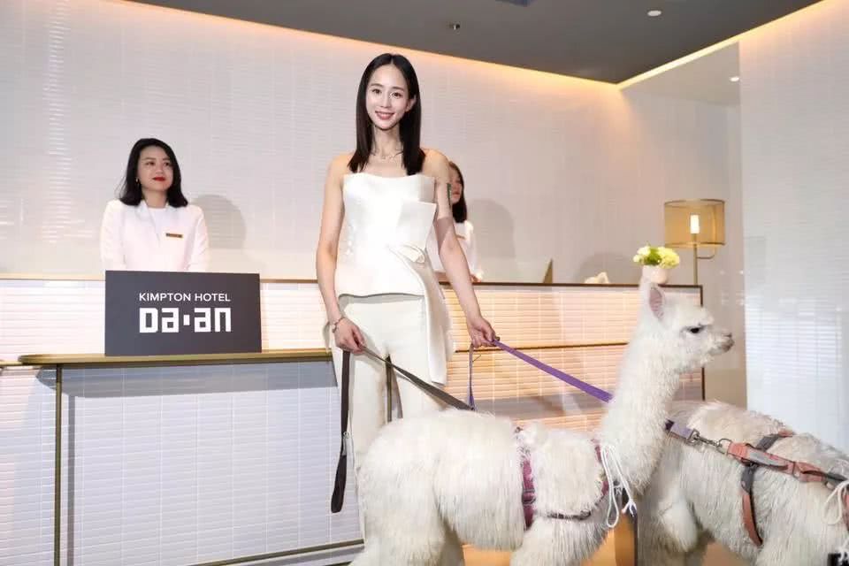 酒店速报||台北大安,棋盘格,张钧甯和羊驼