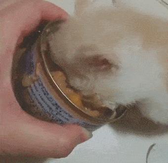 猫粮猫条猫罐头哪种好,主食猫罐头和猫粮选哪个