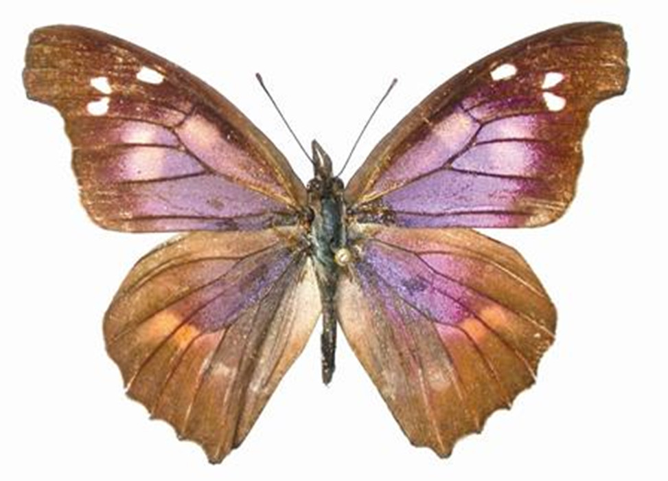 世界上的各种蝴蝶,为什么世界上有五彩斑斓的蝴蝶