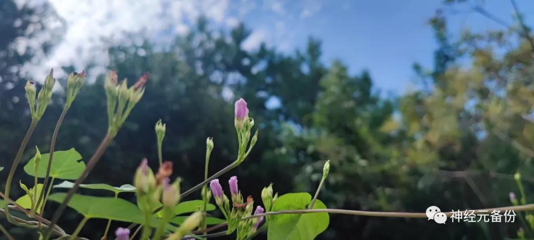 小心踩到狗屎怎么办,小心有狗原视频