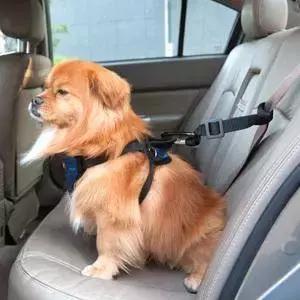 撞死宠物狗属于轻微的交通事故吗,撞死宠物狗交通事故