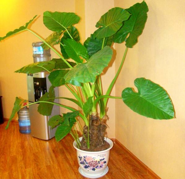 不经常浇水还去除甲醛的盆栽,什么植物去除甲醛还好养大盆