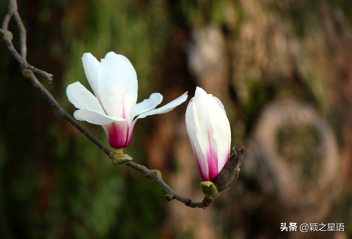 500年玉兰树,枯木逢春一树繁花