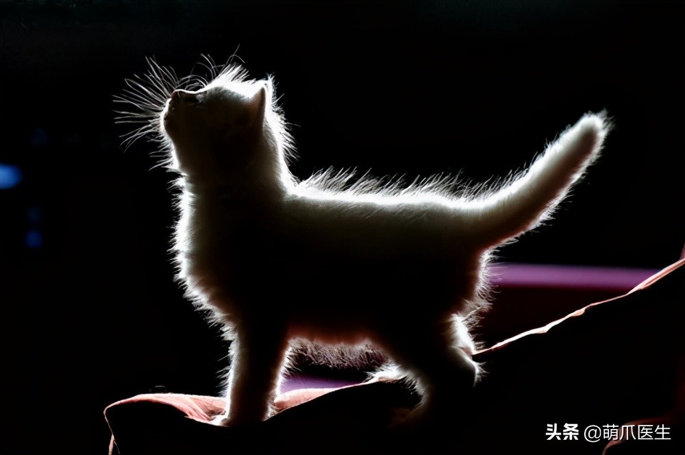 一只蚊子带来的灾难,一只蚊子毁了一个晚上的睡眠