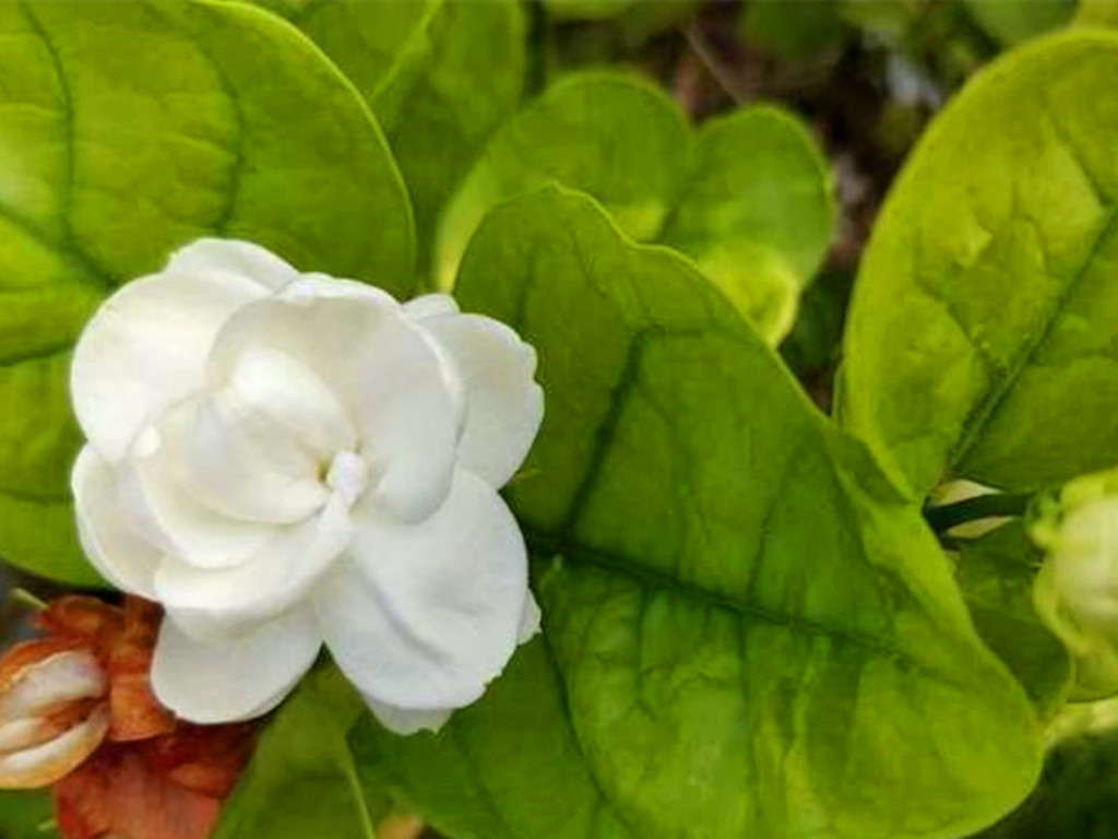 茉莉花买哪种比较好,哪种茉莉花最值得养