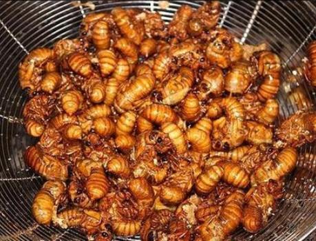 炸金蝉的正确做法,炸熟的金蝉千万不要提前吃