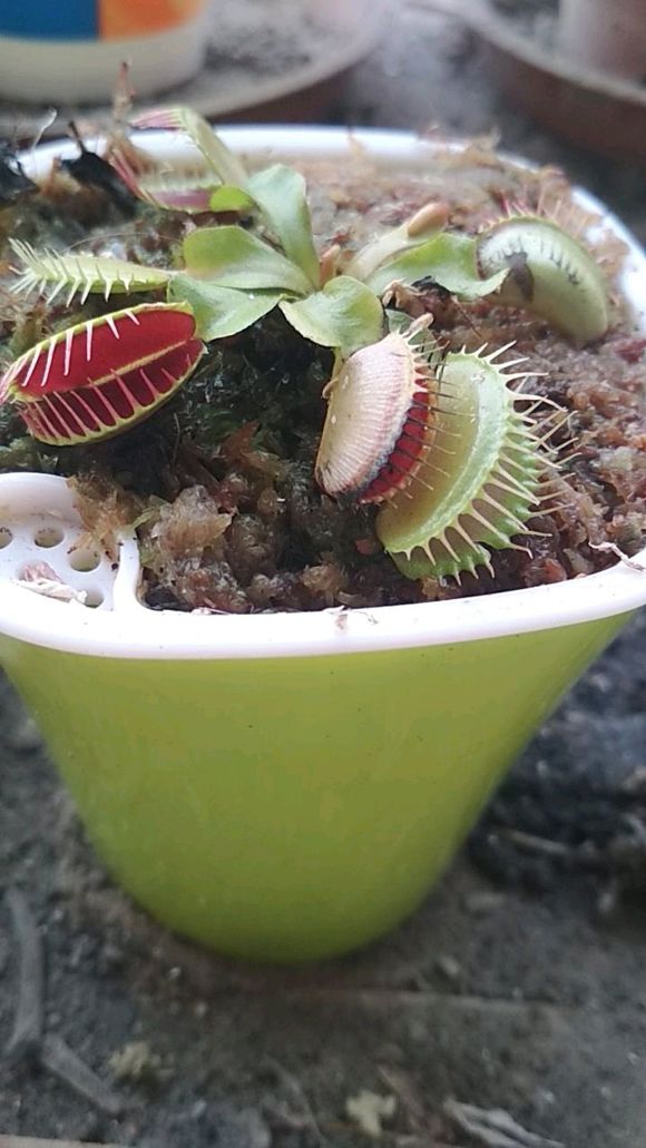 捕蝇草夹子发黑的原因,捕蝇草夹子黑了怎么补救