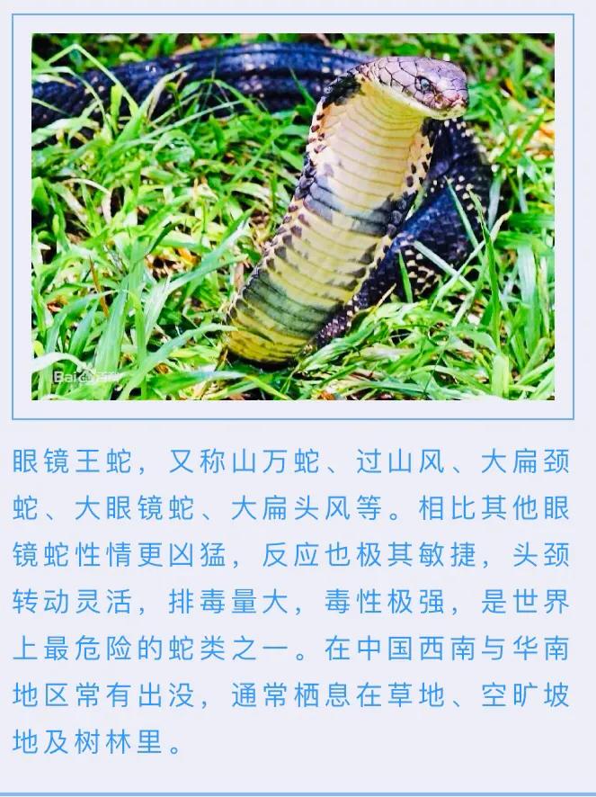 雨林故事1：遭遇眼镜王蛇