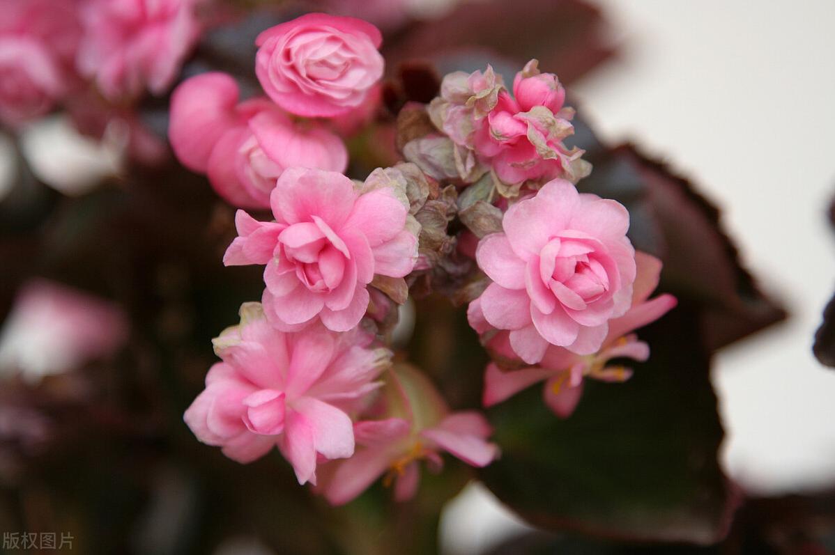 四季海棠冬天怎样过冬？只需做到4点，花开不断