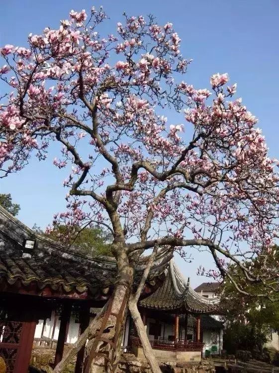 庭院栽树的讲究和忌讳,庭院种哪些树对庭院风水有利