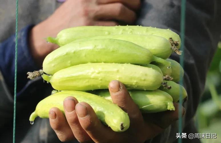 比春笋还要好吃的笋,又脆又嫩的白玉黄瓜脆