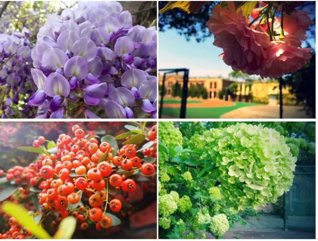 成都哪个学校是4a级景区,四川成都5a级景区学校