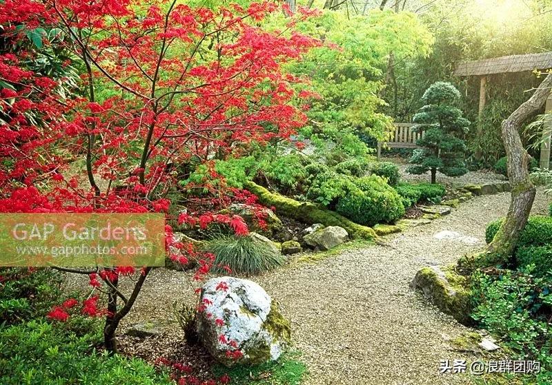 中式庭院藤类植物,枫树和紫藤