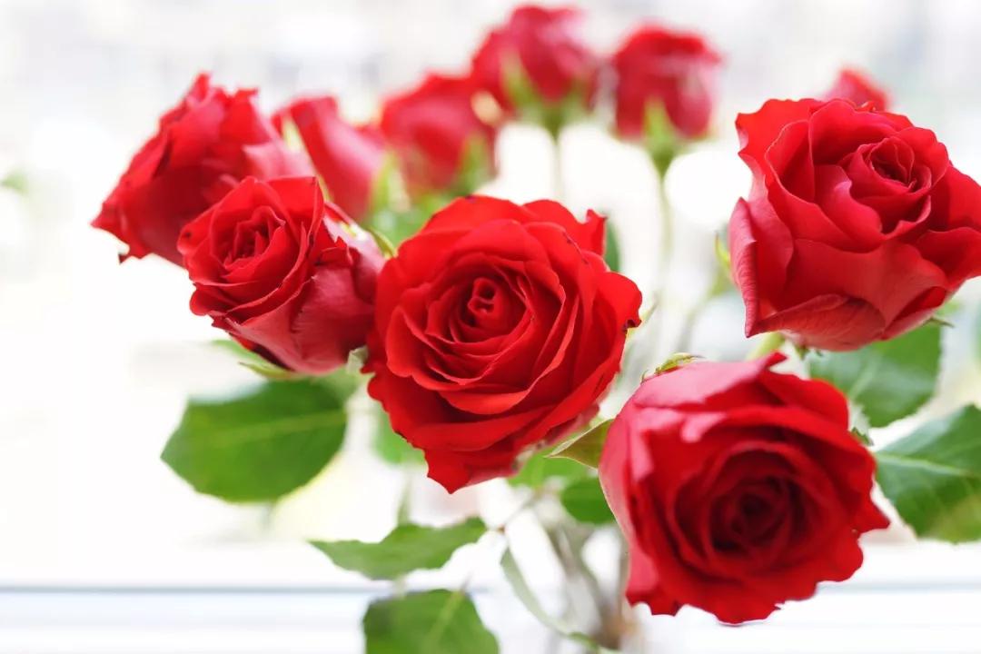 玫瑰养护教程文字,玫瑰养护技巧与方法