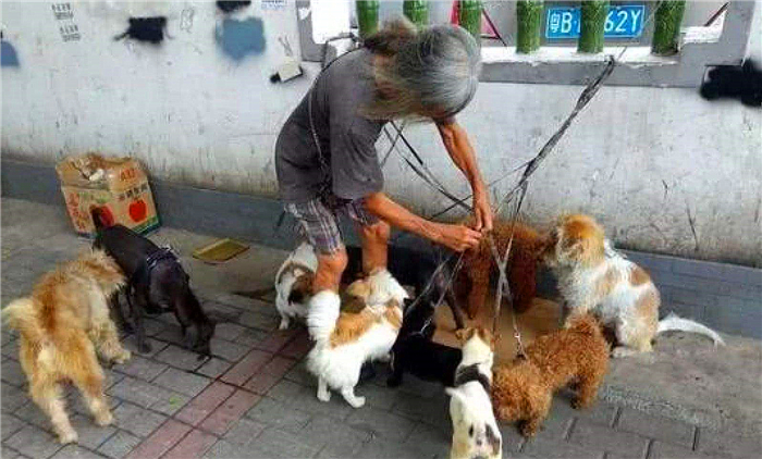 狗狗喂得过饱有什么坏处,辟谣狗狗不能吃盐会有泪痕