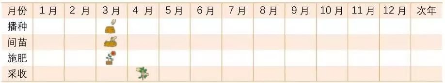 如何做薄荷盆栽,薄荷盆栽各种做法