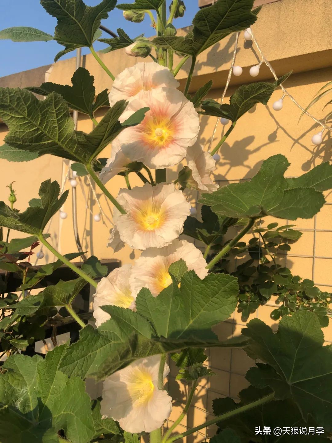 怎么打造露台小花园,如何打理自己的露台小花园